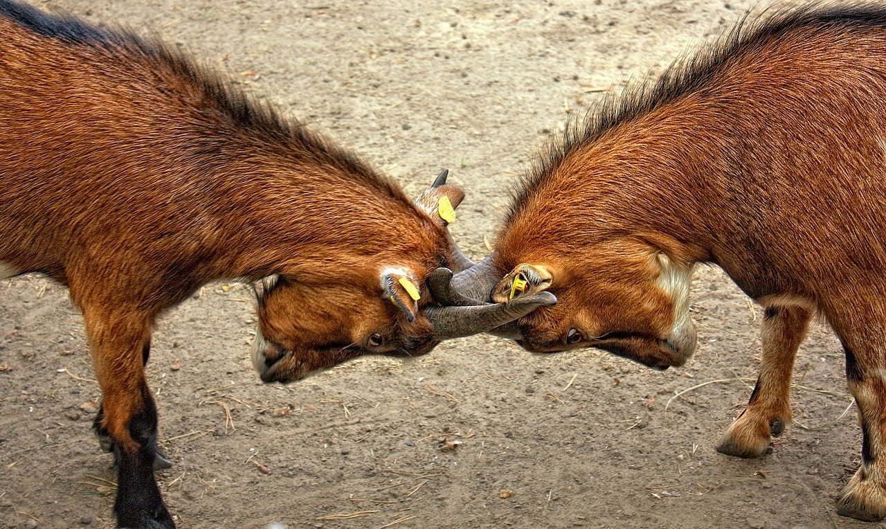 “Two Peoples Divided” (Genesis 25:19–34)