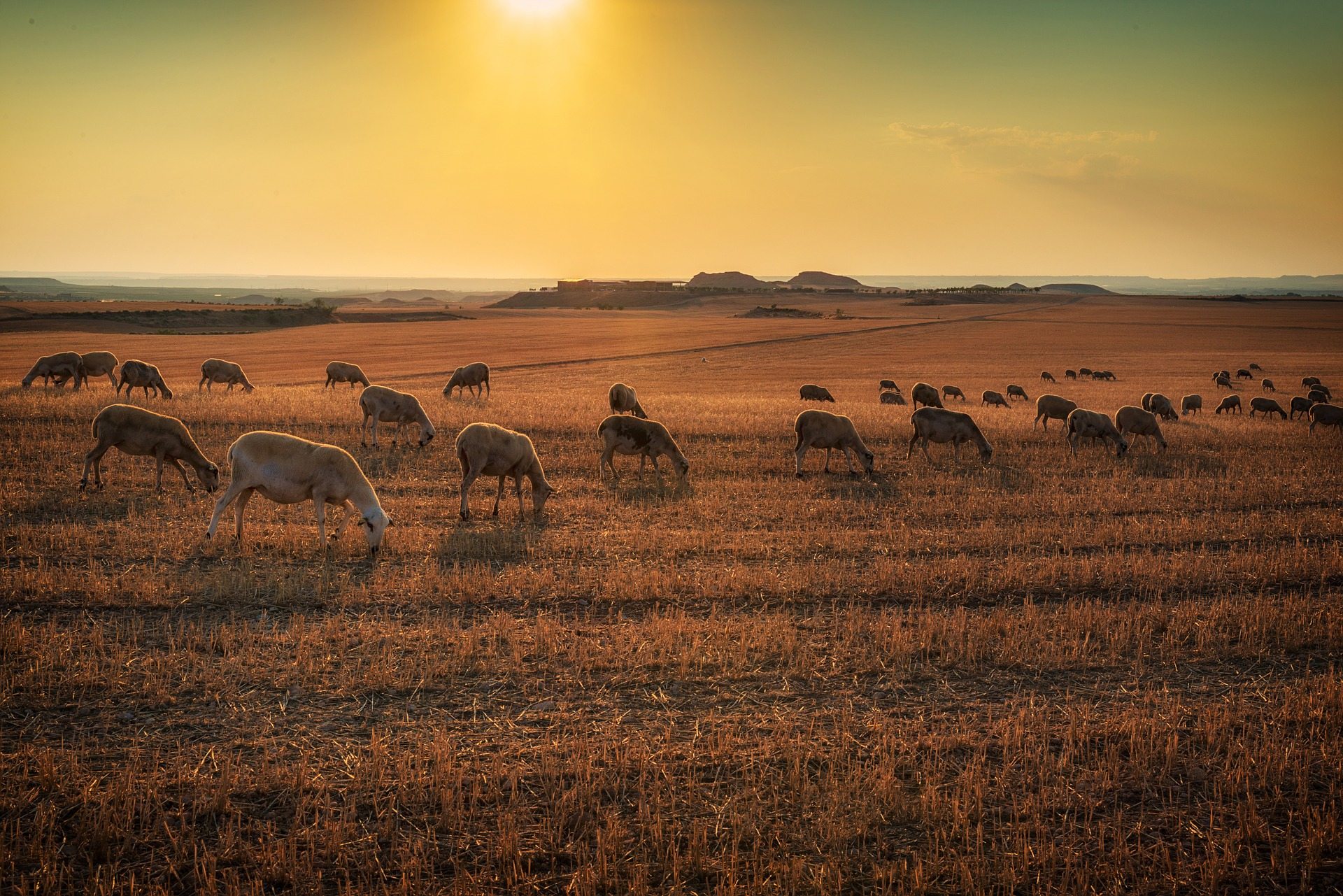 "Living as Sojourners" – Genesis 21:22–34