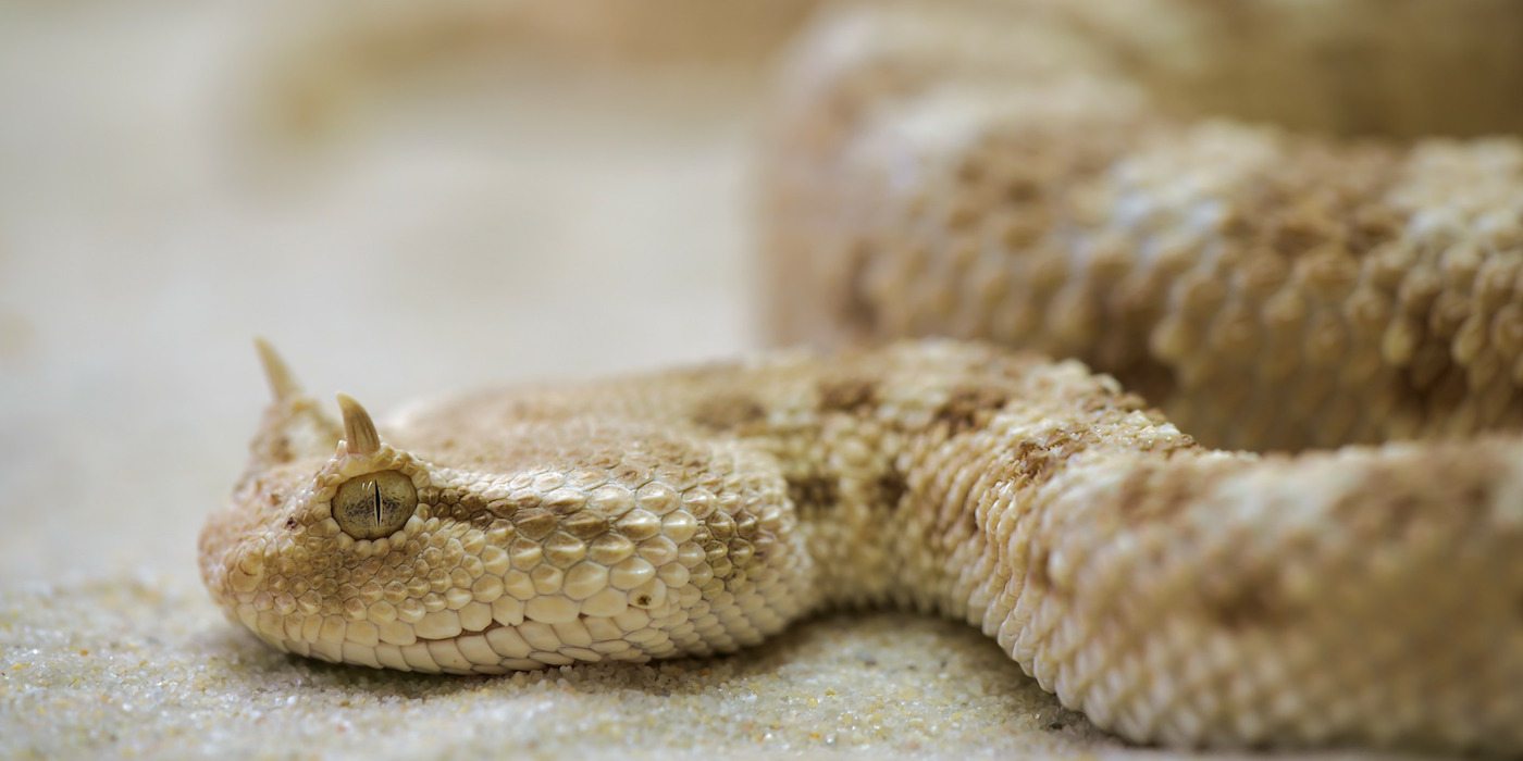 The Offspring of the Serpent (Genesis 4:1–16)