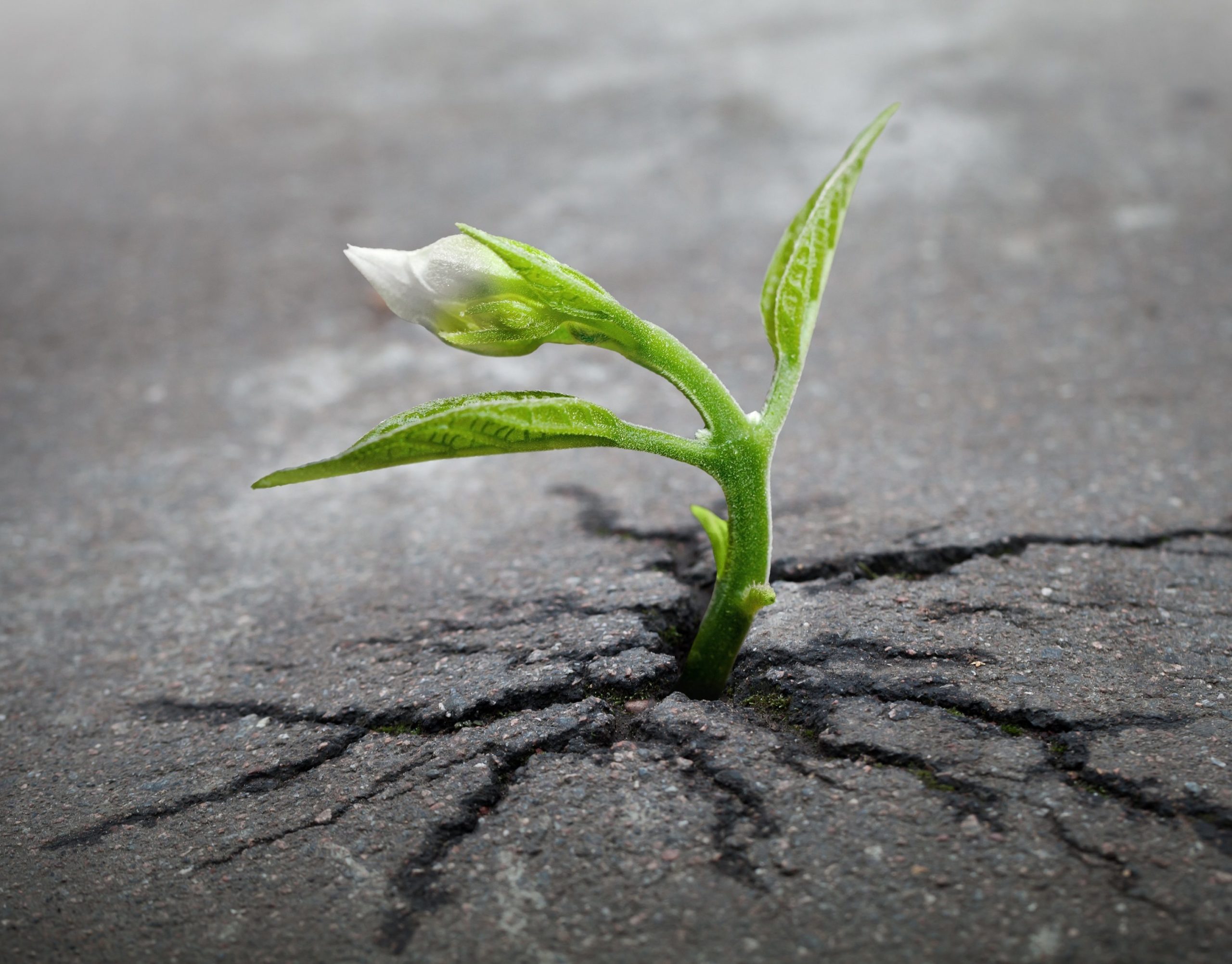 But God Remembered Noah (Genesis 8:1–19)